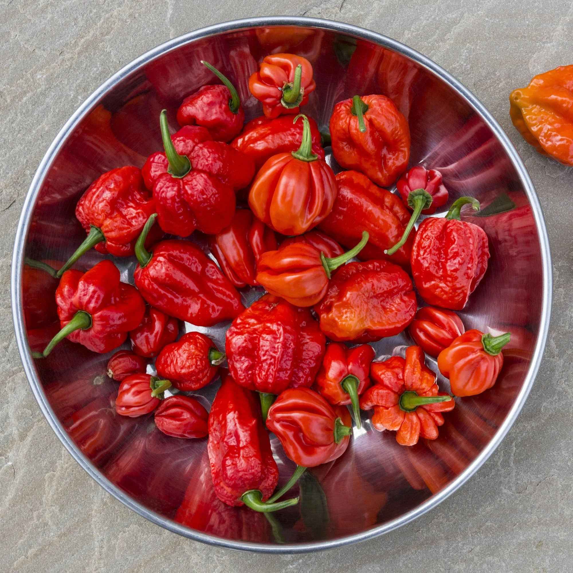 Scorpion Chile Powder - Image 8