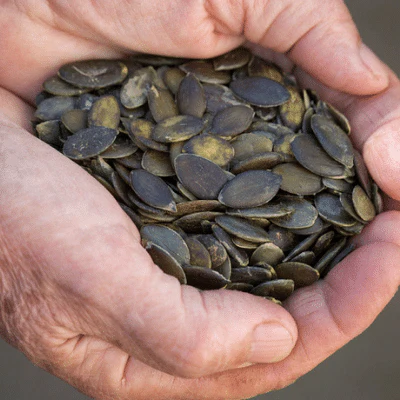 Styrian Pumpkin Seeds, Sprouted Organic - Image 7