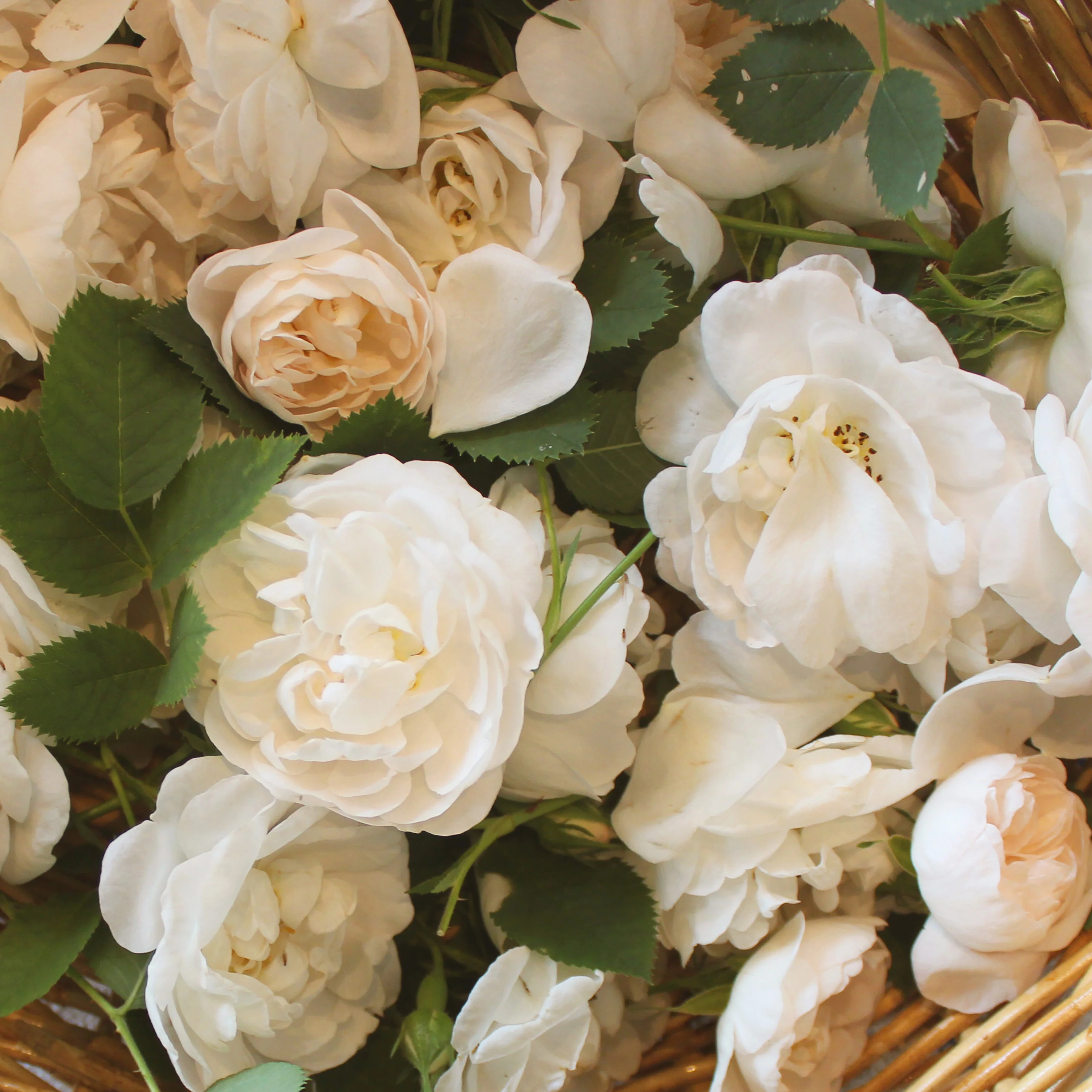 Strawberry with Wild Rose - Image 3