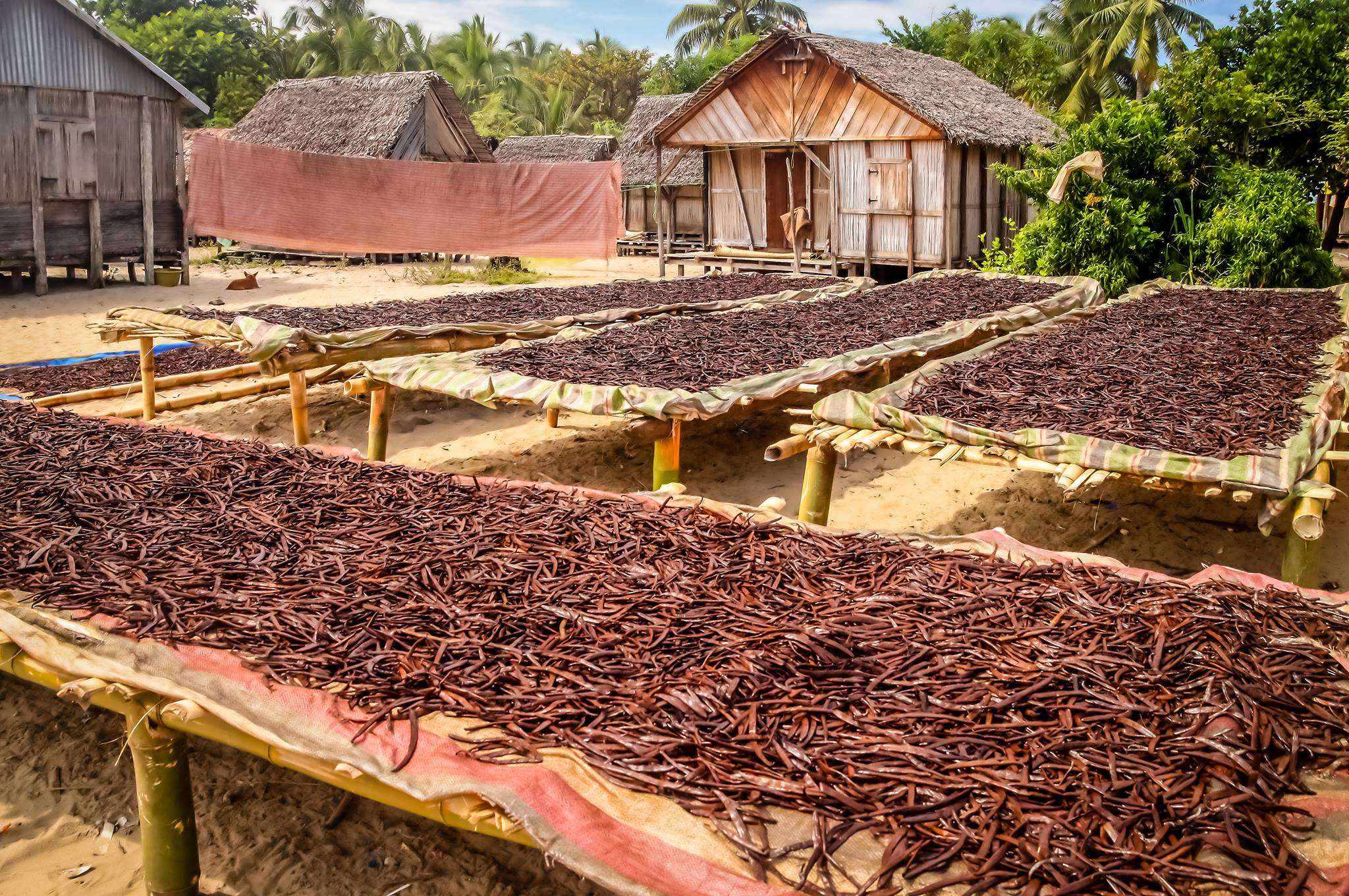 Tahitian Vanilla Beans - Whole Grade A Pods - Image 8