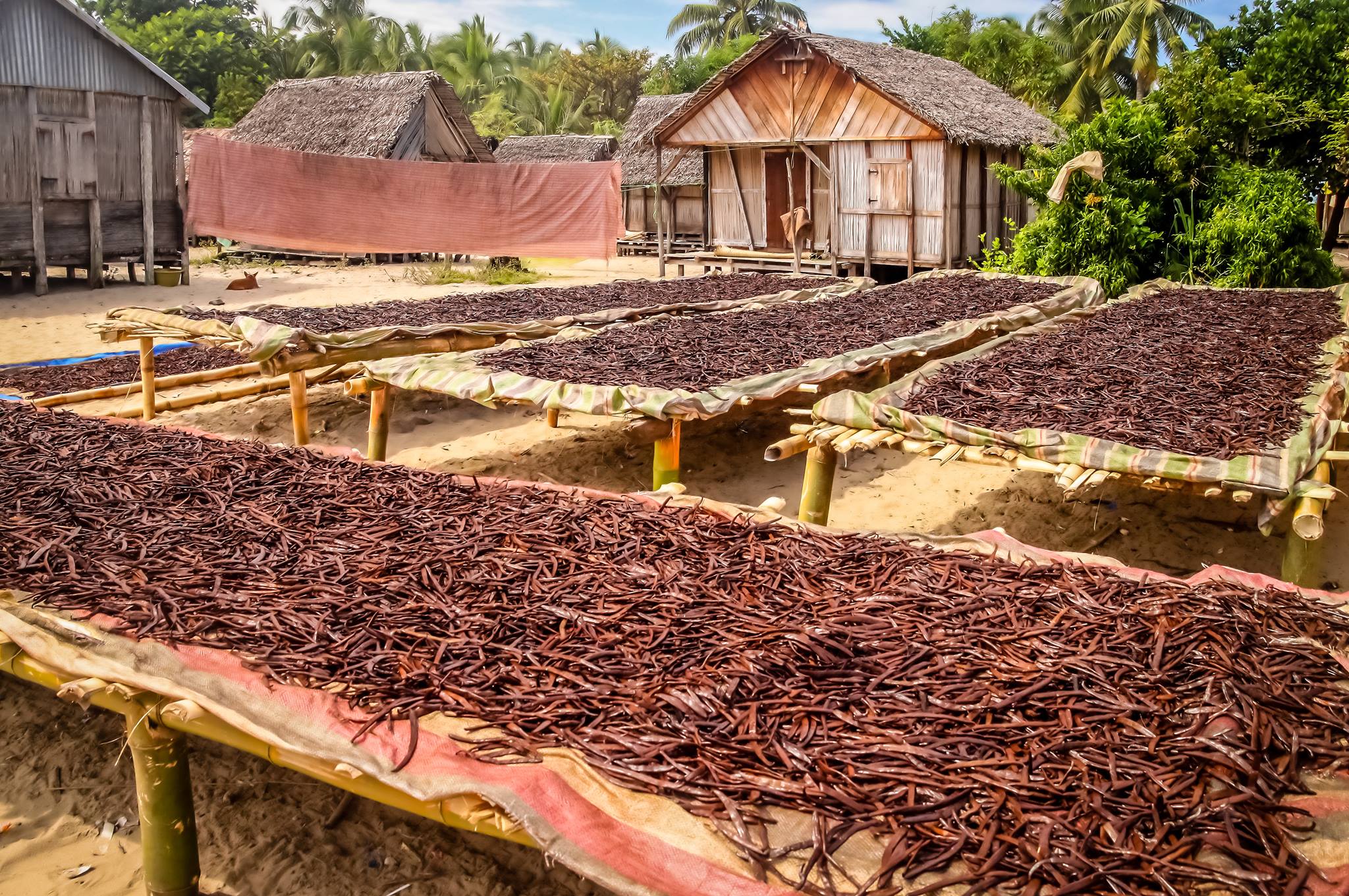 Ugandan Vanilla Beans - Grade A Whole Pods for Vanilla Extract Baking - Image 9