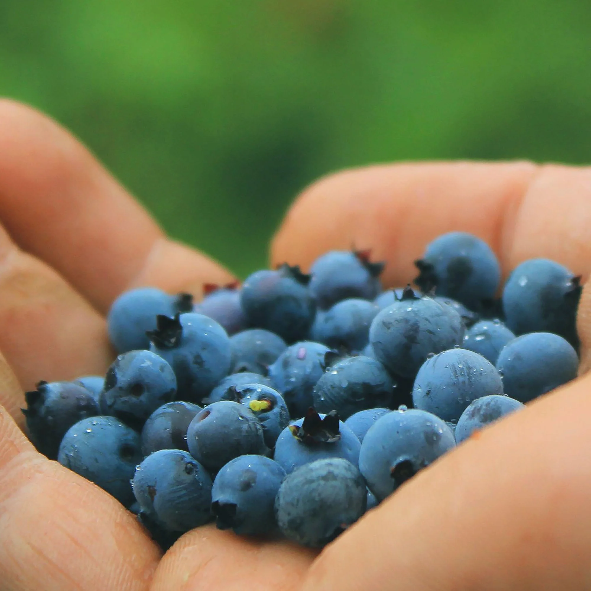 Wild Blueberry Preserve - Image 11