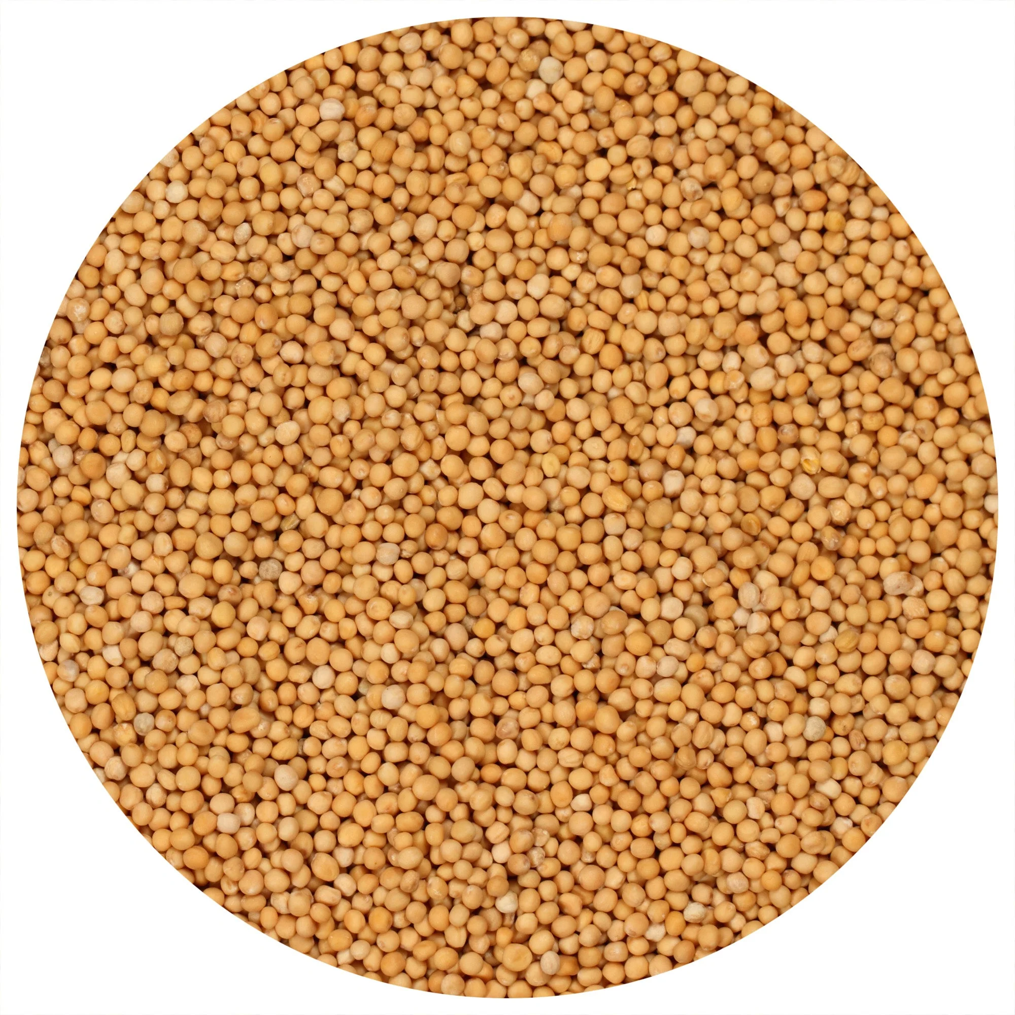 Yellow Mustard Seeds Whole - Image 2